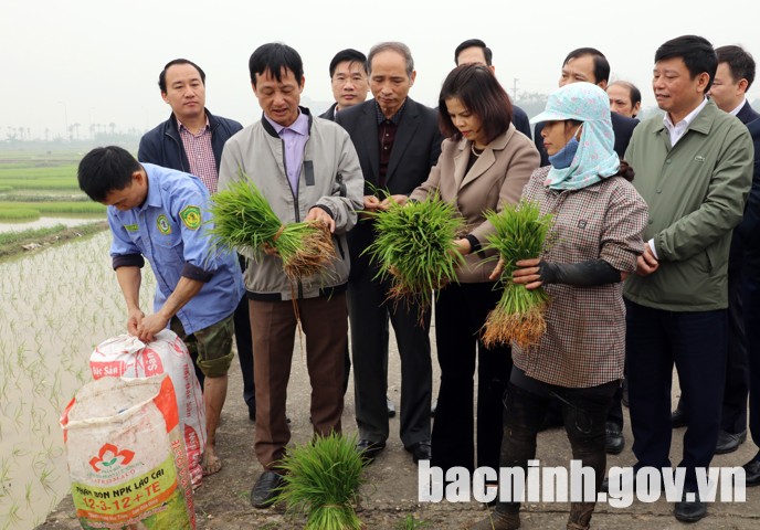 Chủ tịch UBND tỉnh kiểm tra sản xuất nông nghiệp và phòng, chống dịch Cúm gia cầm