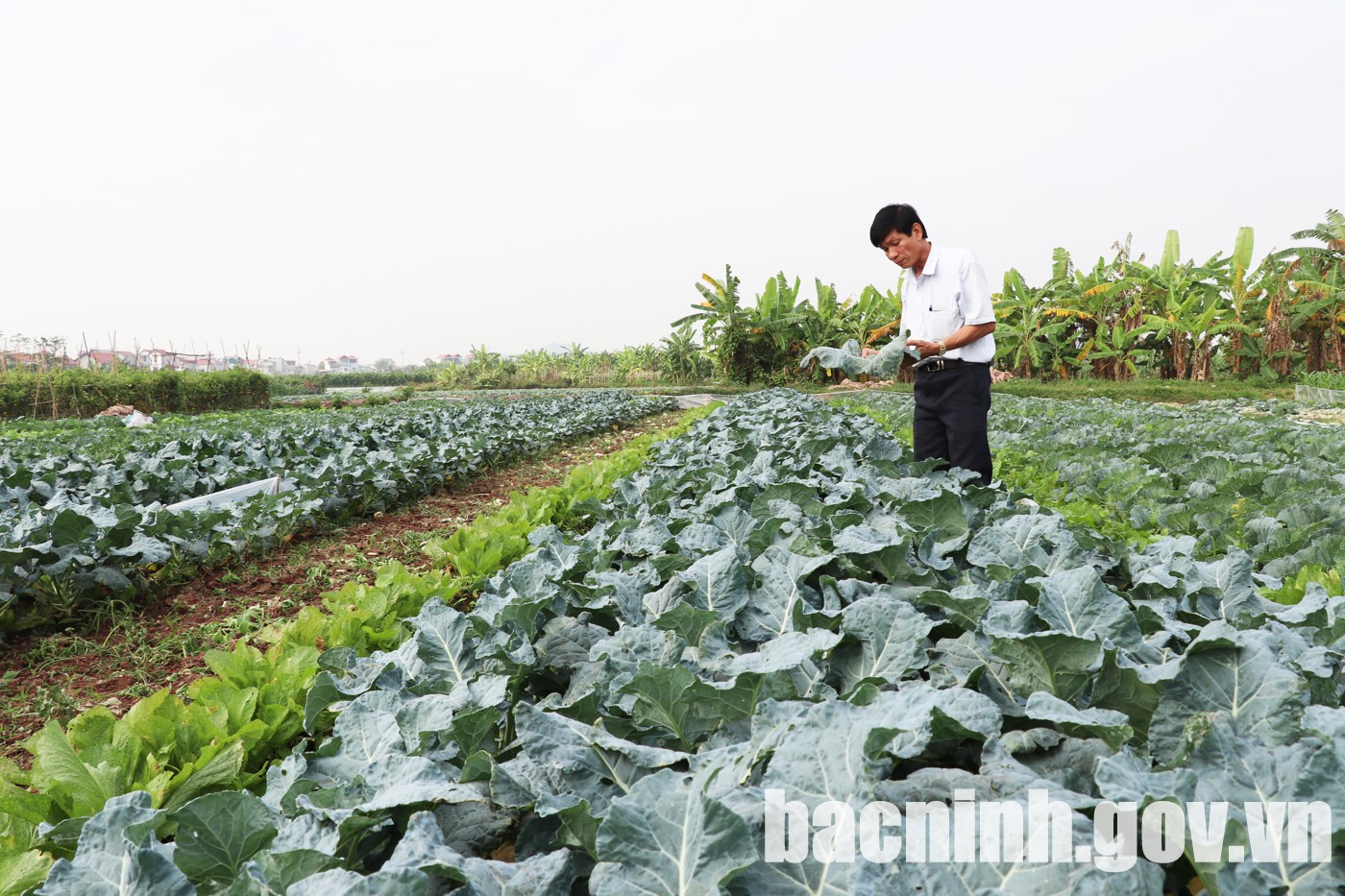 Đưa nông sản sạch đến tay người tiêu dùng