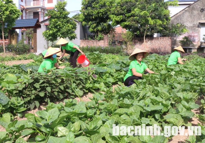 Mô hình “Sinh kế” bảo vệ môi trường của Hội LHPN thị trấn Thứa