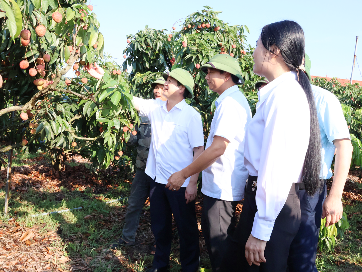 Bắc Ninh ưu tiên đầu tư hạ tầng, phát triển du lịch cho các địa phương thuộc vùng trọng điểm sản xuất vải thiều