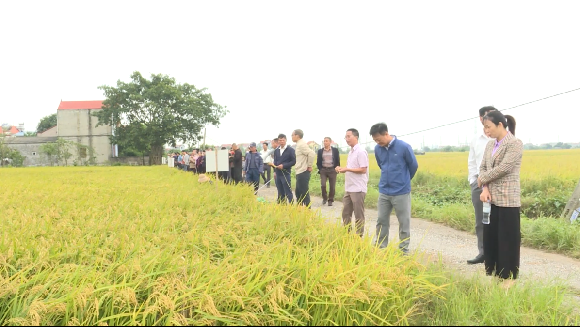 25-10- Hội thảo đầu bờ giống lúa JAPO 18.png